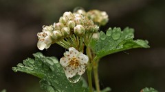 Physocarpus monogynus