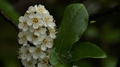 Physocarpus monogynus