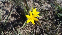 Hypoxis stellipilis