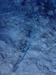 Cymbacephalus nematophthalmus