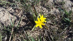 Hypoxis stellipilis