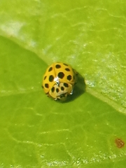 Psyllobora vigintiduopunctata