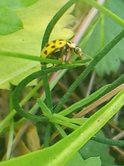 Psyllobora vigintiduopunctata