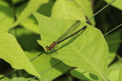 Argia tibialis