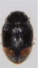 Nephus binaevatus