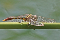 Arigomphus submedianus