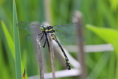 Hagenius brevistylus