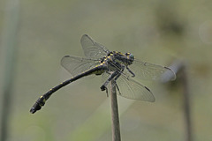 Hagenius brevistylus