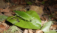 Microcentrum marginatum