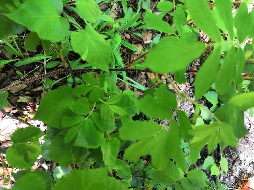Rosa amblyotis iNat (3)
