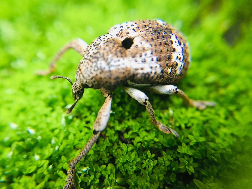 Guioperus trifasciatus