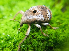 Guioperus trifasciatus