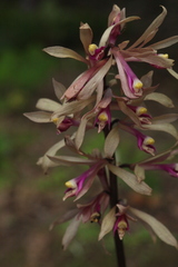 Cremastra appendiculata variabilis