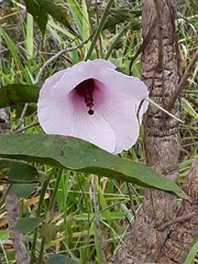 Pavonia grandiflora