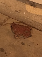 Anaxyrus fowleri