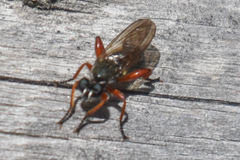 Laphria sadales