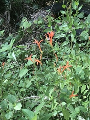 Anisacanthus quadrifidus