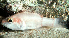 Barred Cardinalfish photo 2