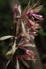 Cremastra appendiculata variabilis