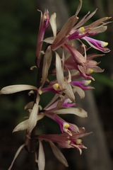 Cremastra appendiculata variabilis