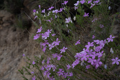Linanthus californicus