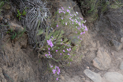 Linanthus californicus