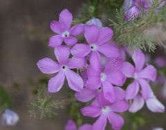 Linanthus californicus