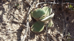 Crassula cotyledonis
