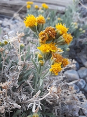 Picradeniopsis oppositifolia