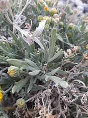 Picradeniopsis oppositifolia