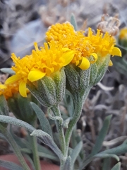 Picradeniopsis oppositifolia
