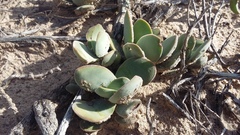 Crassula cotyledonis