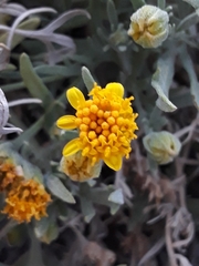 Picradeniopsis oppositifolia