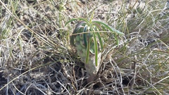 Euphorbia clava