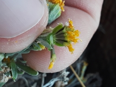 Picradeniopsis oppositifolia