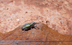 Mimographus