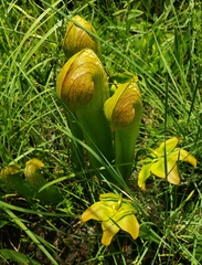 Sarracenia minor minor