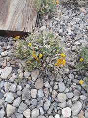 Picradeniopsis oppositifolia
