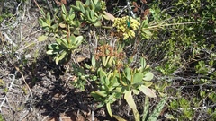 Crassula cultrata
