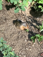 Urocitellus columbianus