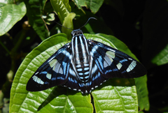 Elbella azeta