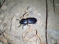 Odontotaenius