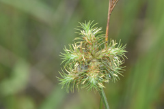 Fuirena simplex aristulata