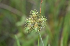 Fuirena simplex aristulata