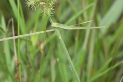 Fuirena simplex aristulata