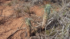 Euphorbia clava