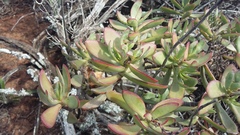 Crassula cultrata
