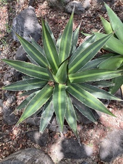 Agave arcedianoensis