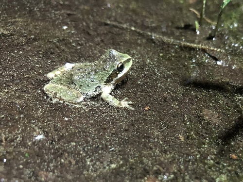 iNaturalist observation photo of Pacific chorus frog