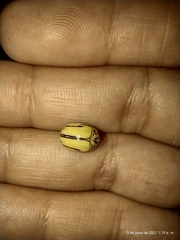 Leptinotarsa defecta